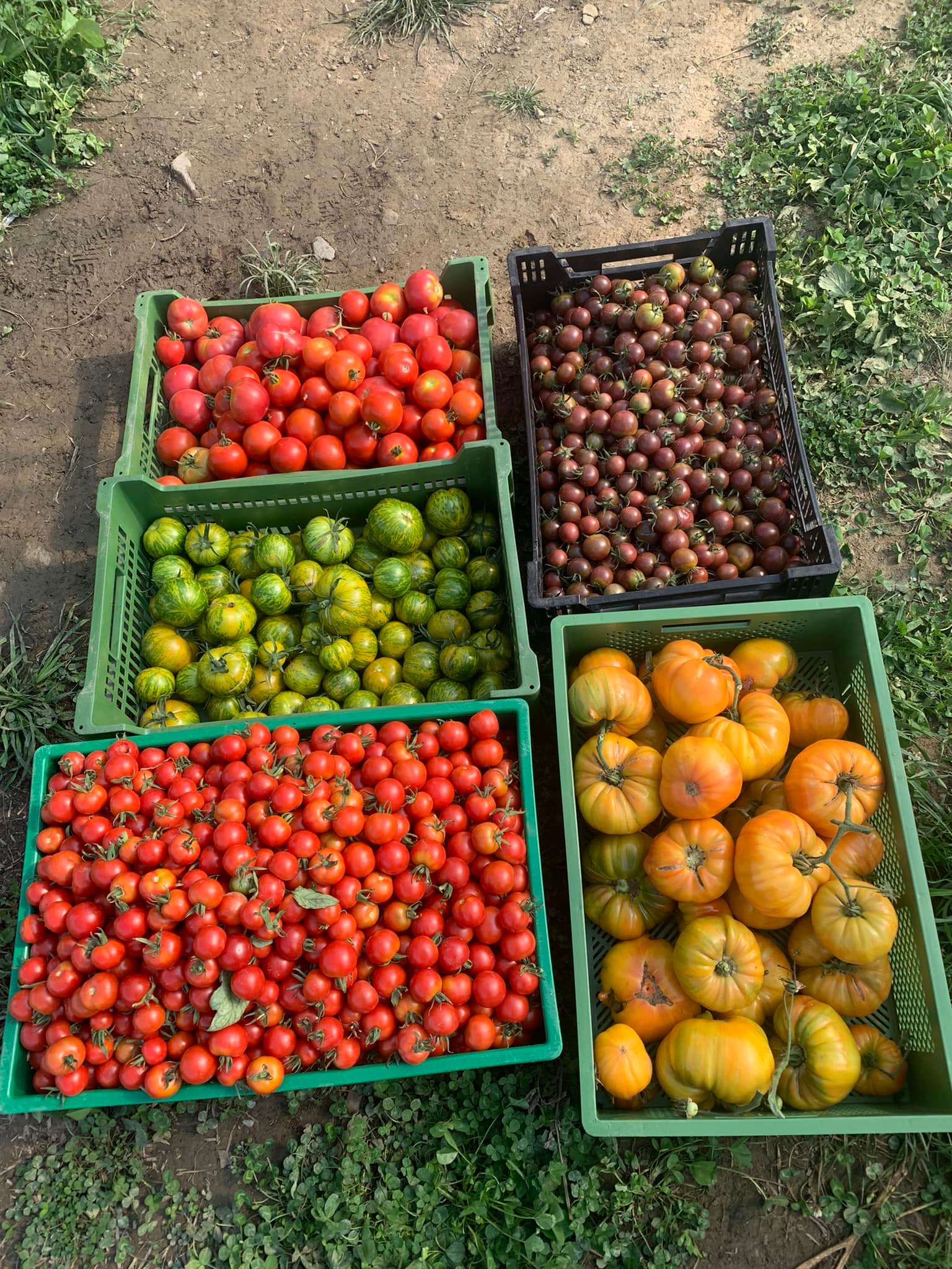 Bunte Tomatenvielfalt frisch vom Feld